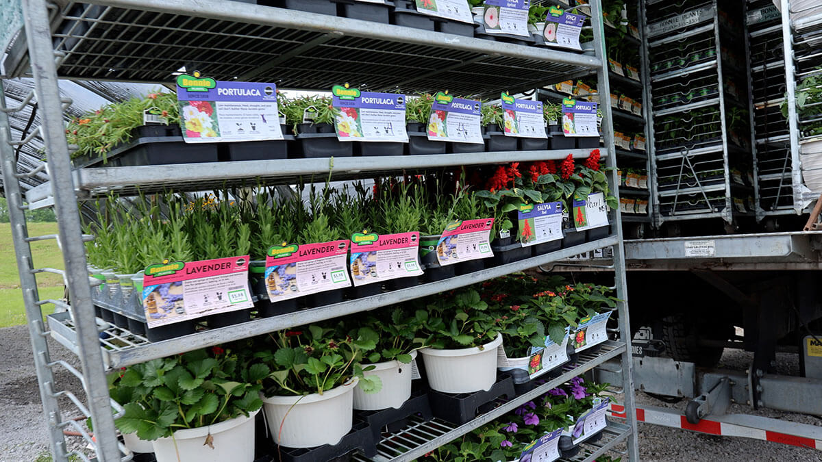 Bright impatiens and bedding plants in the Hi Grade greenhouse